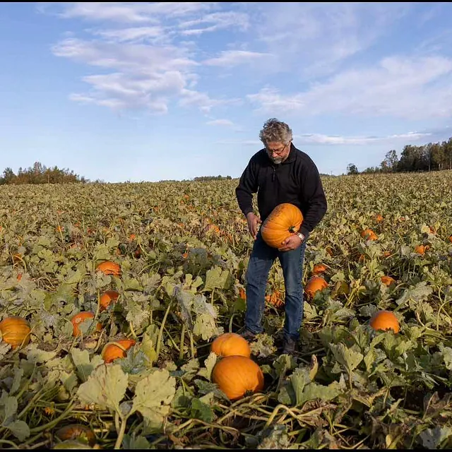 Mann høster gresskar på et jorde fullt av modne oransje gresskar under blå himmel.
